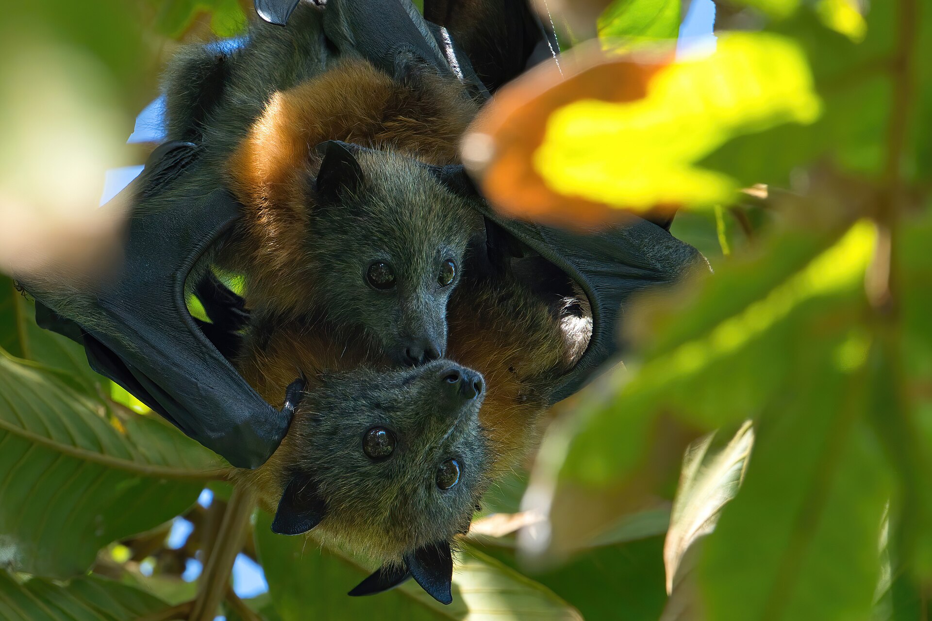 Archie the flying fox joined Richard Morecroft behind the news desk — Lifestyle report
