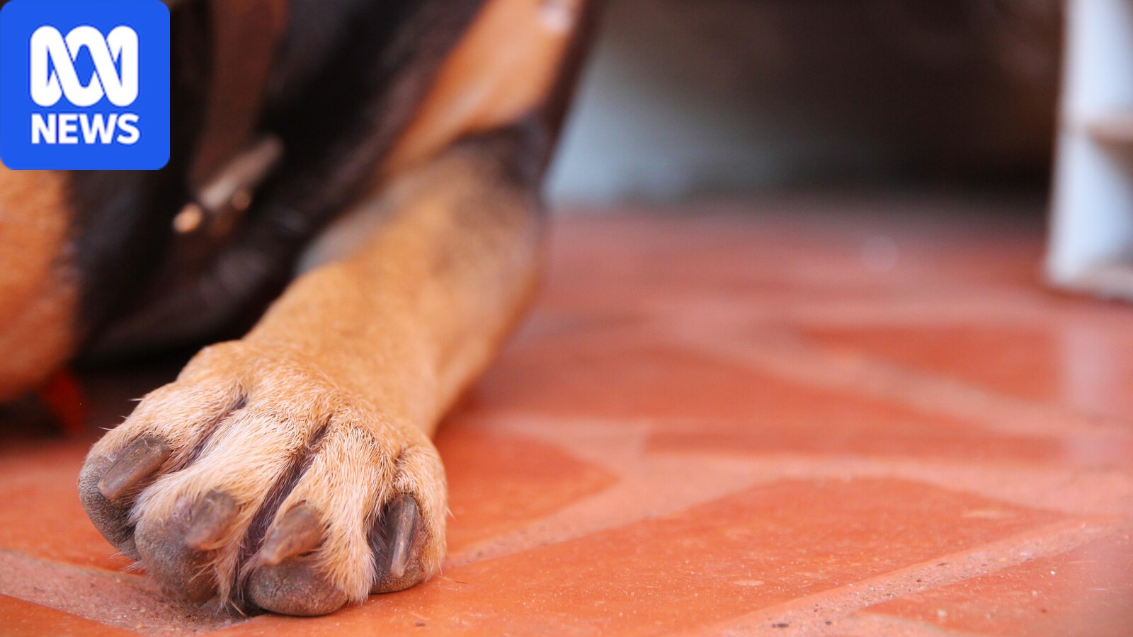 Dogs captured after attack on Brisbane man — Australia report