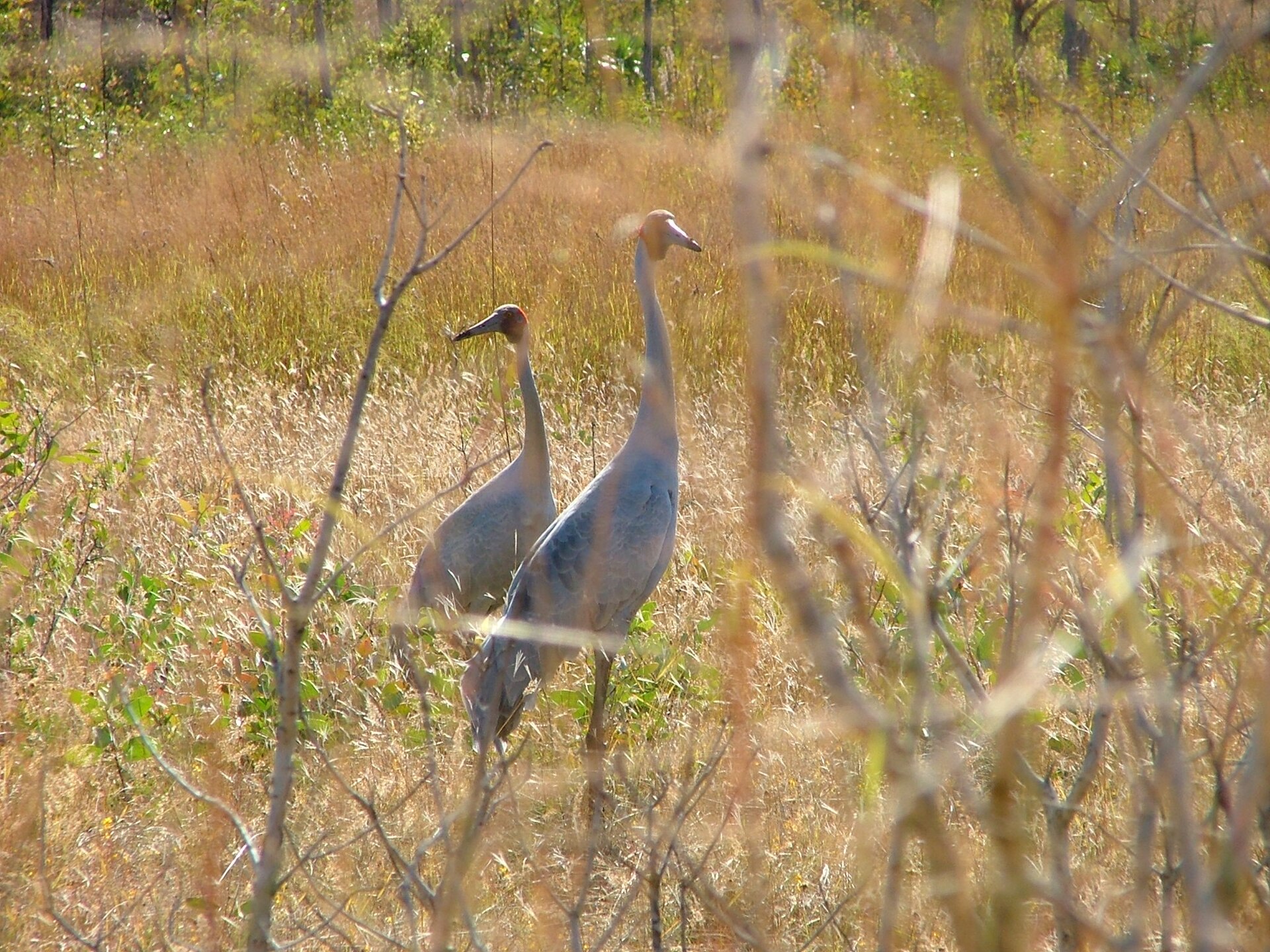 Drying wetlands create genetic risk for southern Australia's brolgas — Environment report