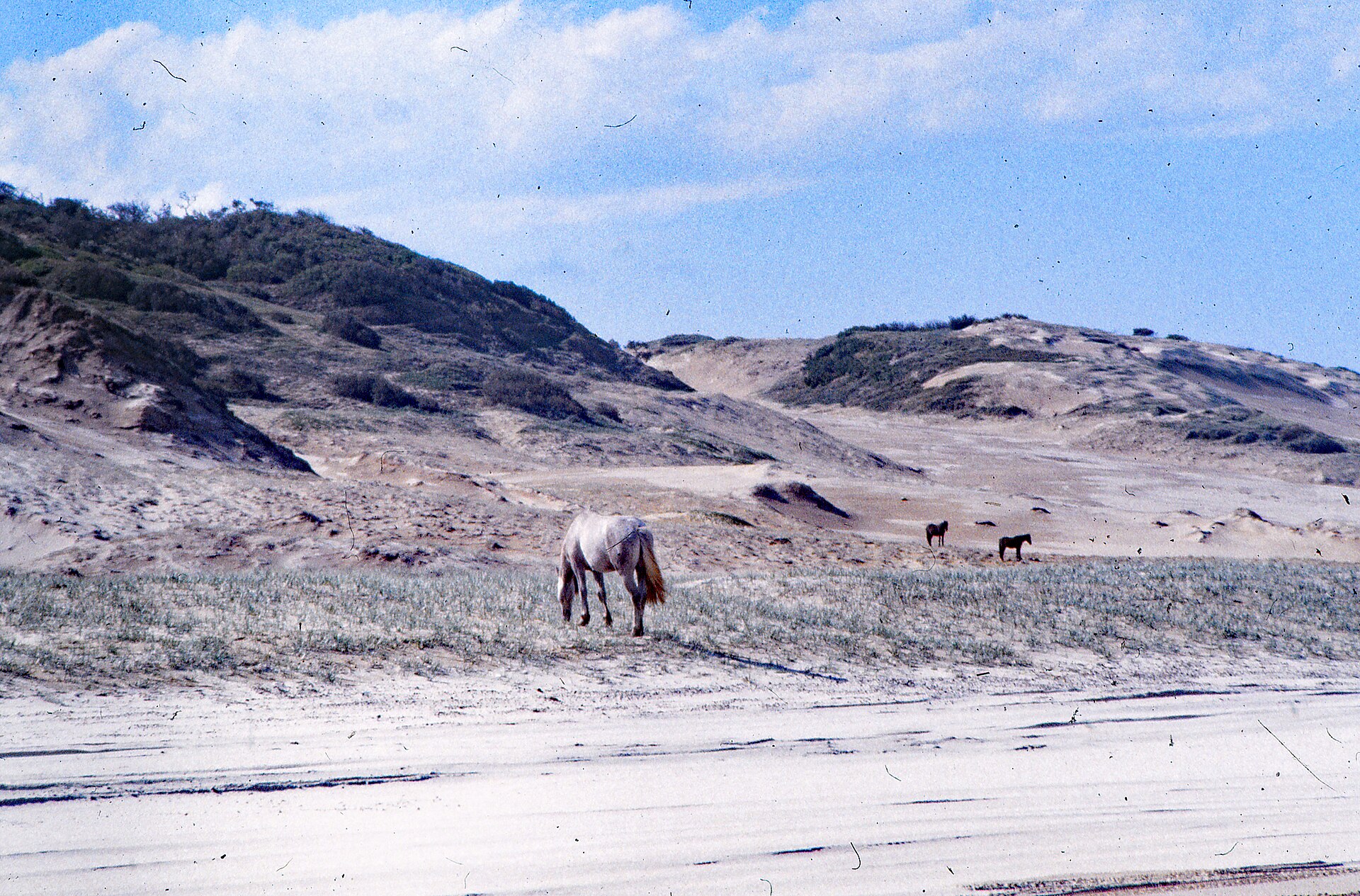 Island horses take centre stage in movie project — Entertainment report