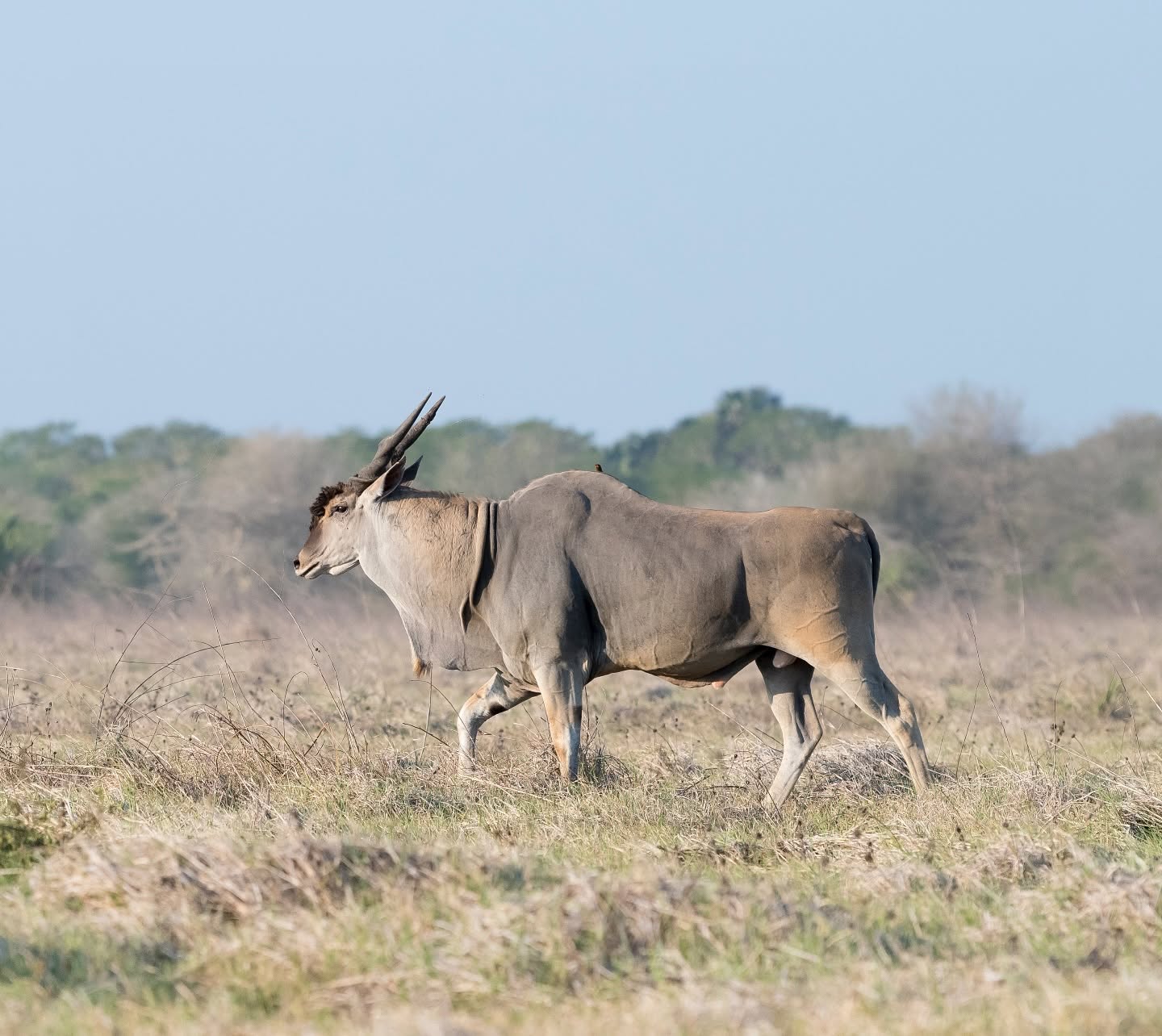 Mozambique safari operator wins conservation award at COP17 — Politics report