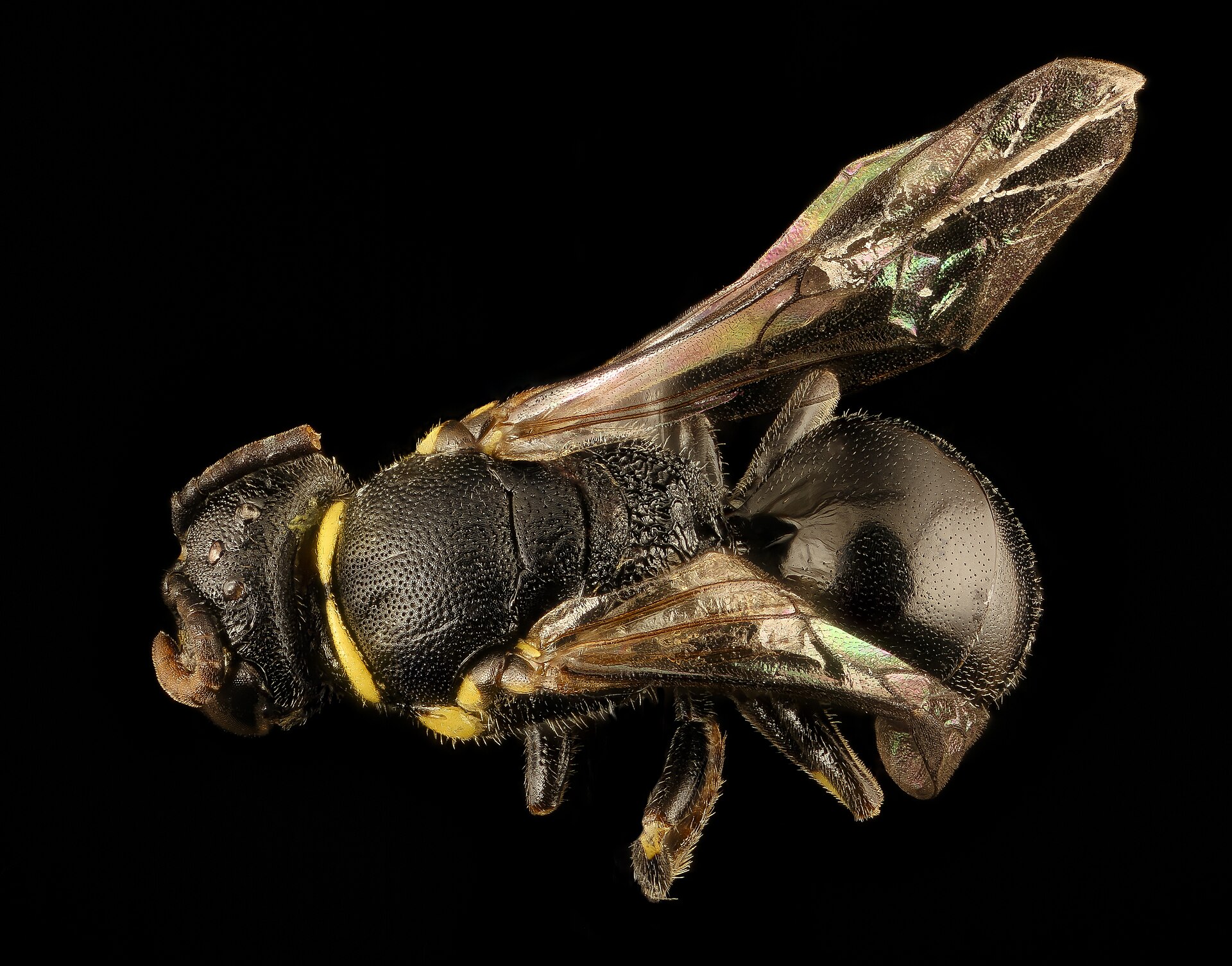 Race to stop rice-sized bee from a silent extinction — Environment report