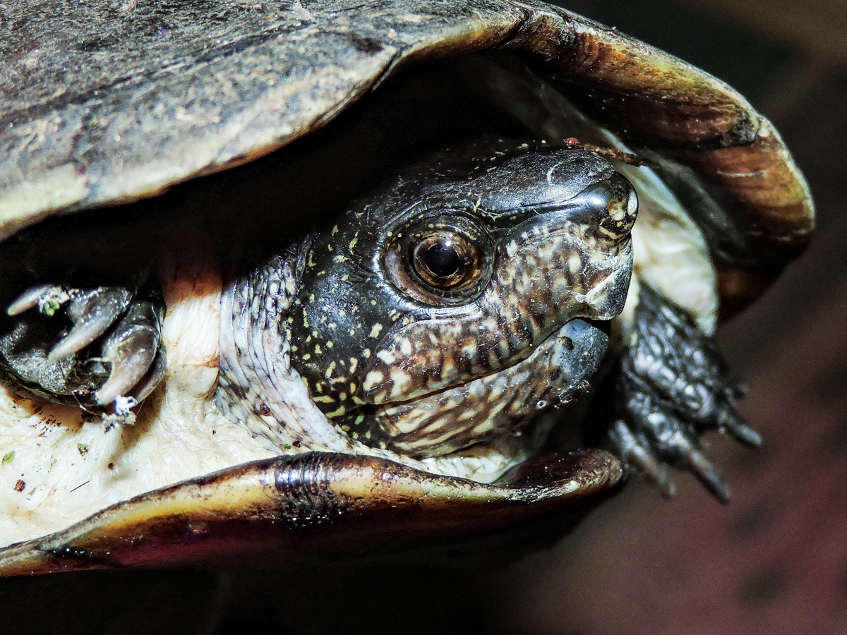 Solutions to the risks posed by the global pet trade could be enacted quickly — Politics report