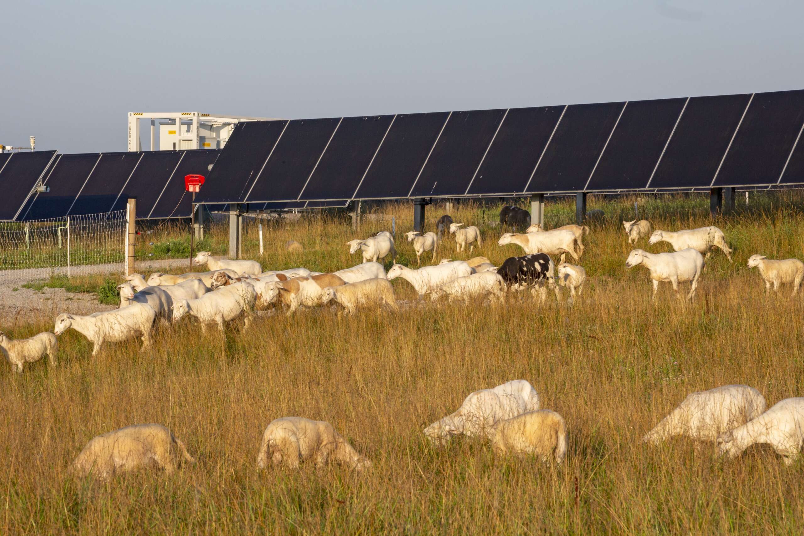 Trump Admin Just Effectively Killed a Popular Renewable Energy Program — Politics report